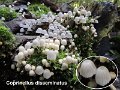 Coprinellus disseminatus-amf509